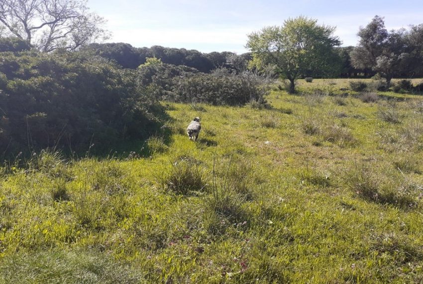 Mixed Land For Sale in Pera Portugal